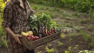 在生态农场，农民手拿装满新鲜有机蔬菜、土豆、胡萝卜、西红柿、甜菜、萝卜的木箱